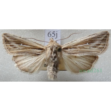 Mythimna l-album (Linnaeus, 1767) Piętnówka leica Czech65j
